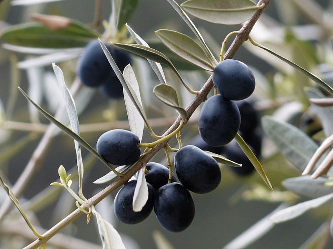Olives matures
