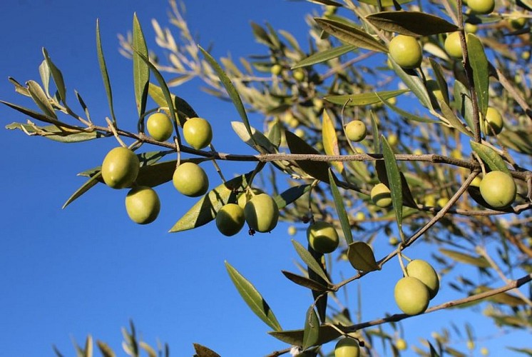 Olives Aglandeau