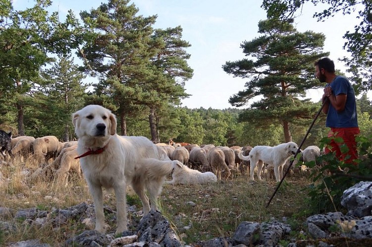 Berger, troupeau et jeunes chiens de protections