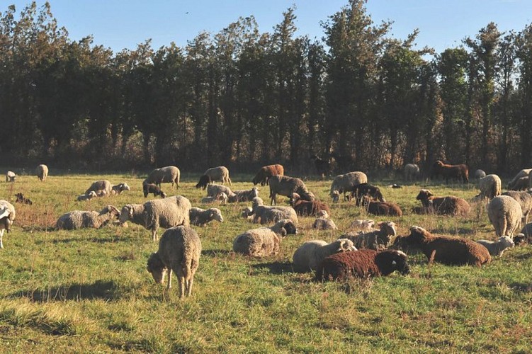 Troupeau de moutons