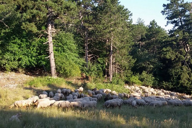 Troupeau en forêt