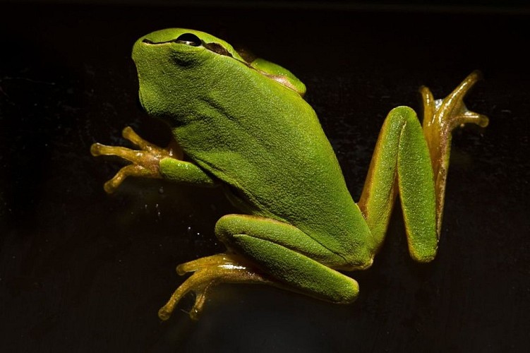 Rainette méridionnale