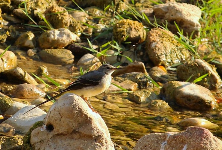 Bergeronnette des ruisseaux