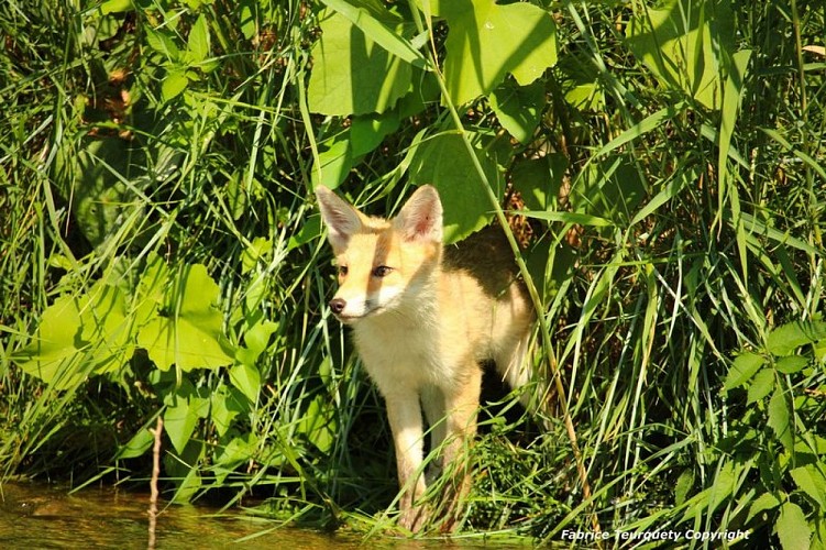 Renard roux juvénile