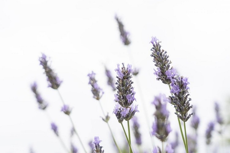 Lavande sauvage