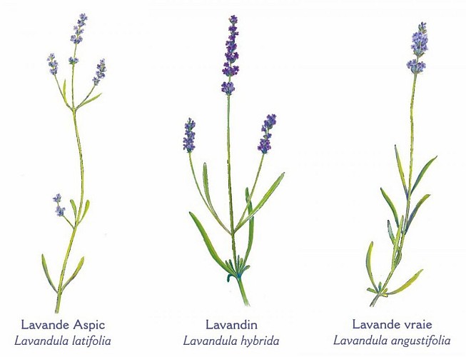 Illustration lavande - lavandin
