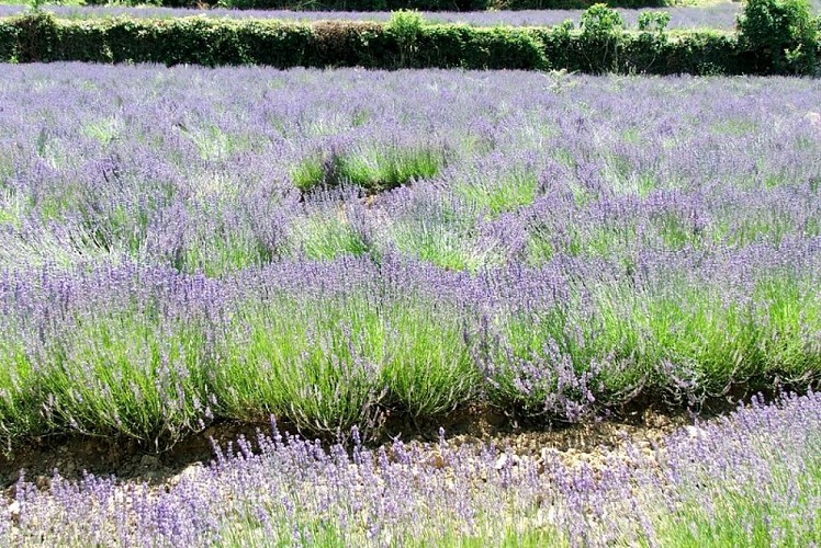 Champ de lavande des Claparèdes
