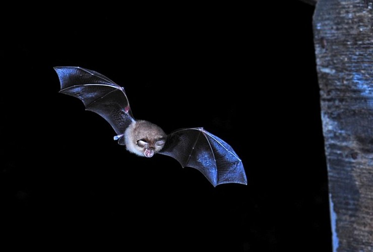 Petit rhinolophe