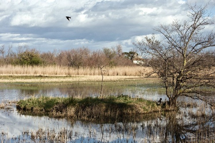 La Réserve de Camargue avec la Capelière au loin