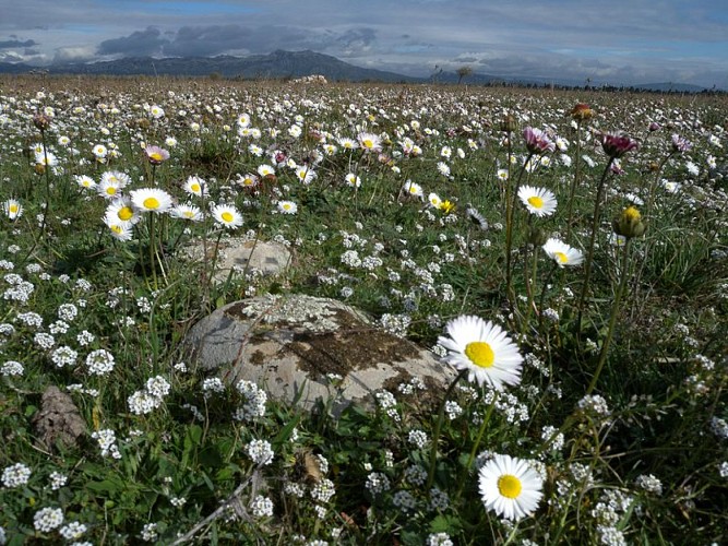 The flora around the Craponne