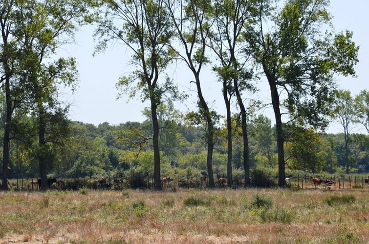 Taureaux à la sortie de Mas-Thibert