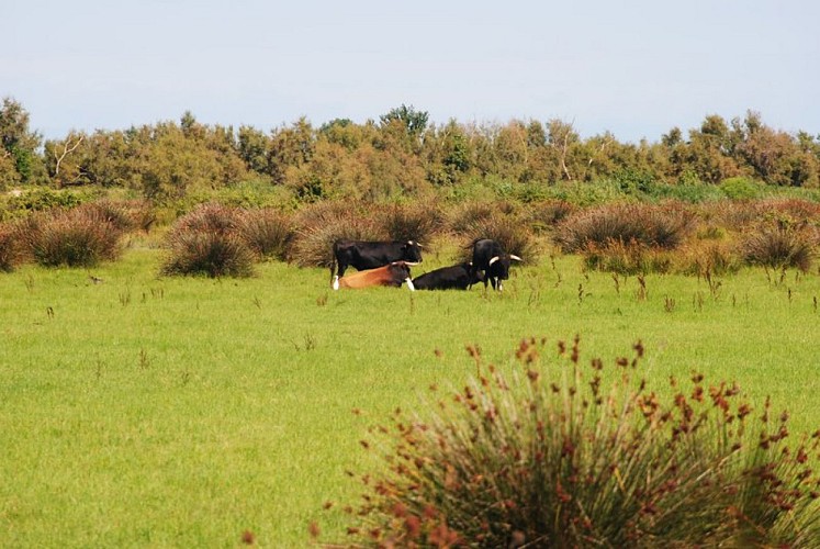 Taureaux et hérons garde-boeufs dans les joncs piquants