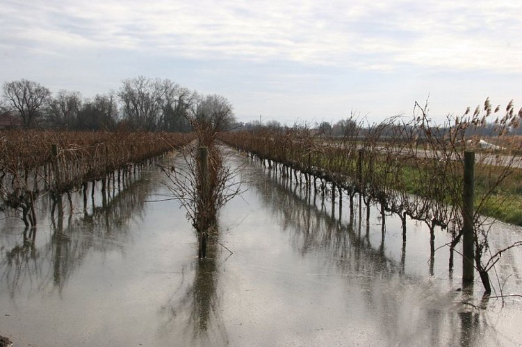 Vignes submergées