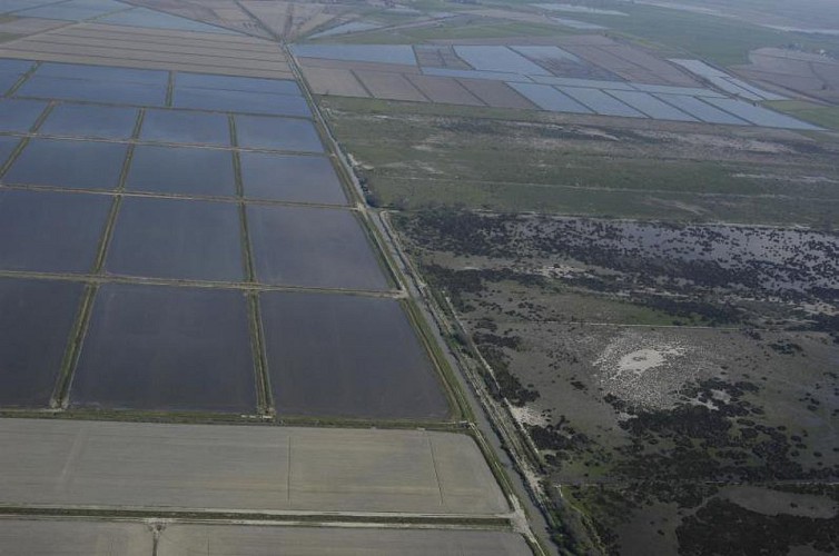 Marais et Saliers, rizières et manade de Thibauld