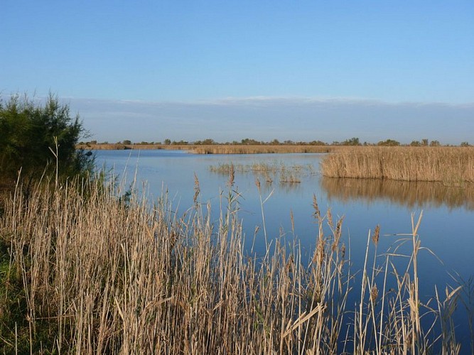 Roselières des marais du Verdier