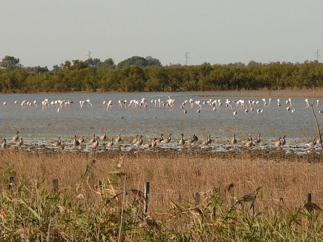 Marais du Verdier