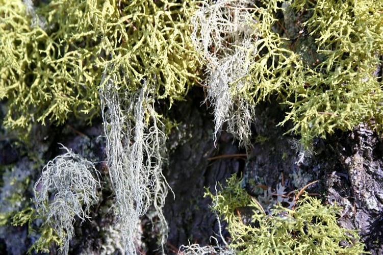 Bio indicateurs : les Lichens