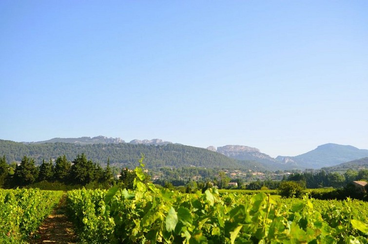 Dentelles de Montmirail