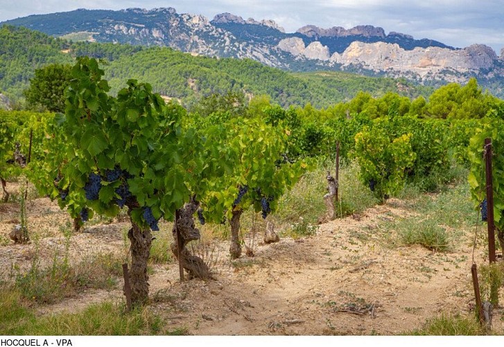Dentelles de Montmirail
