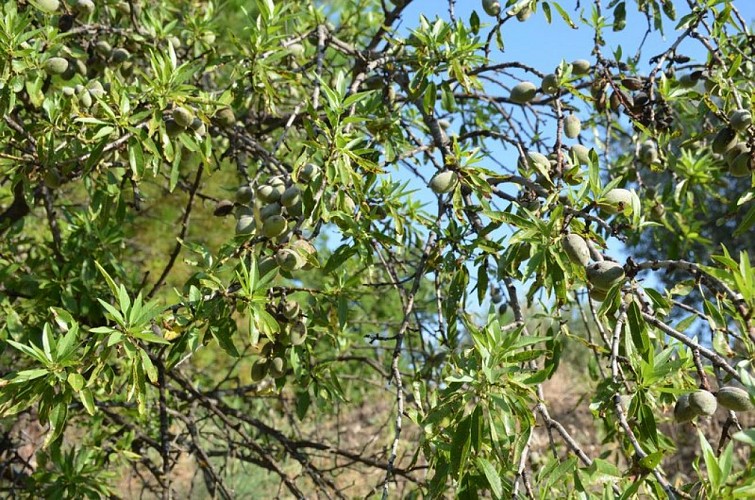 Amandes vertes à l'écorce pelucheuse