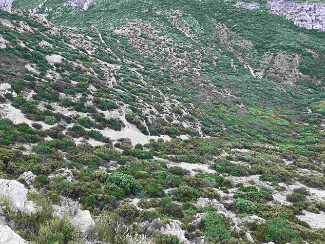 Mosaïques de végétation basse