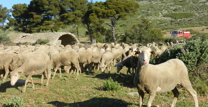 Pastoralisme et DFCI_à Aureille