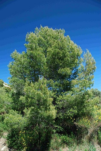 Bosquet de pins d'Alep