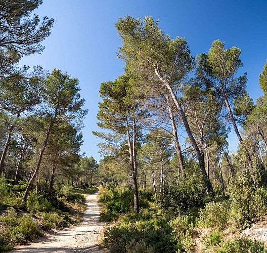Pins d'Alep dans les Alpilles