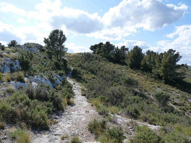 Garrigues des Alpilles