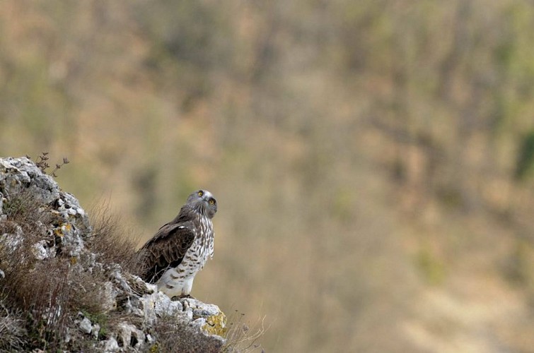 Circaète Jean-le-Blanc