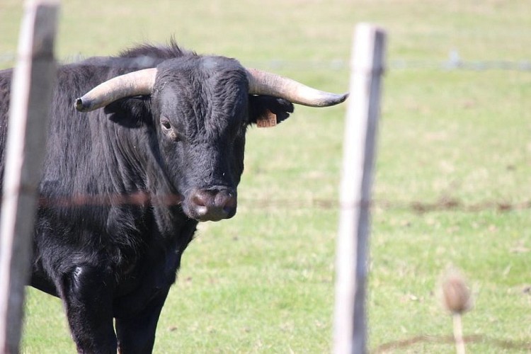 Taureau Camargue