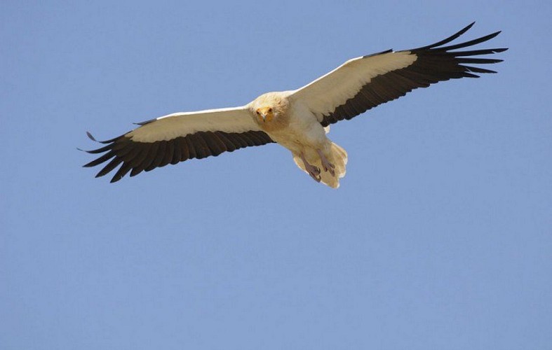 Vautour percnoptère en vol