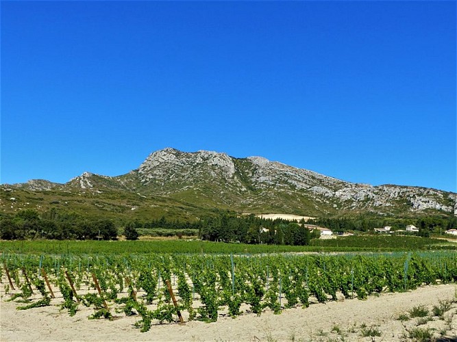 Vue sur les Opies