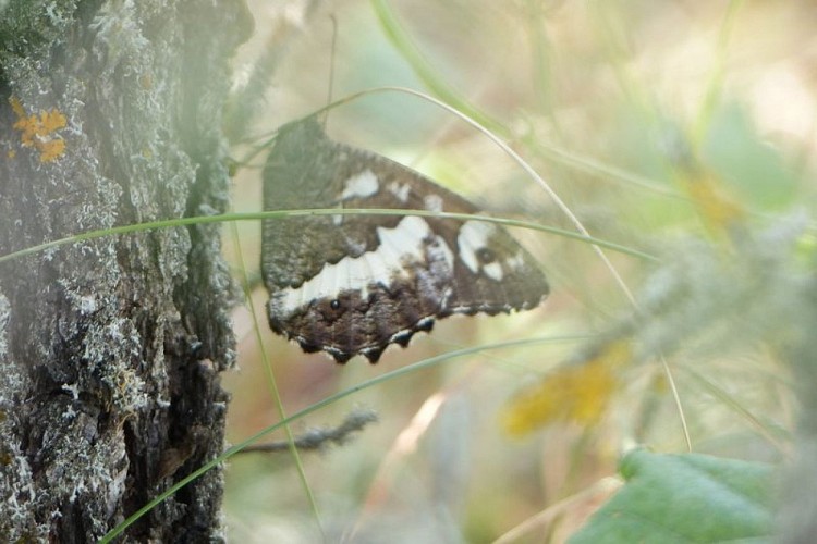 Papillon Silène (Brintesia circe)