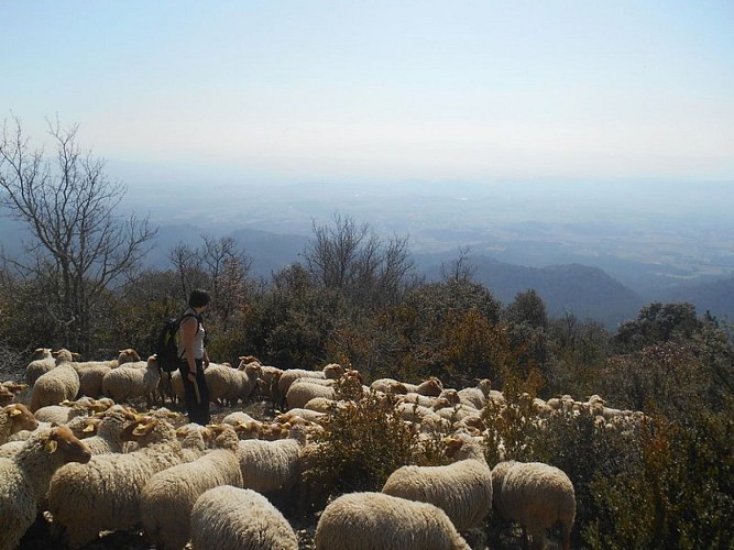 Troupeau de Rousses de Roussillon sur les crêtes