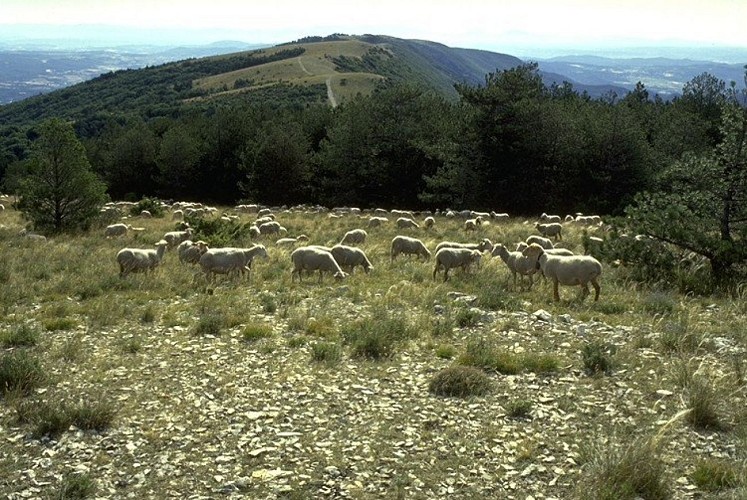 Troupeau de brebis sur les crêtes du Grand Luberon