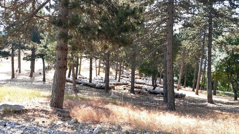 Parc à moutons au pied de la butte du Mourre Nègre