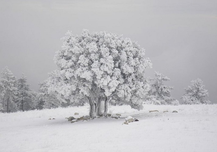 Jour de neige au Mourre Nègre