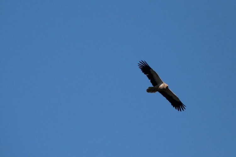 Vautour percnoptère