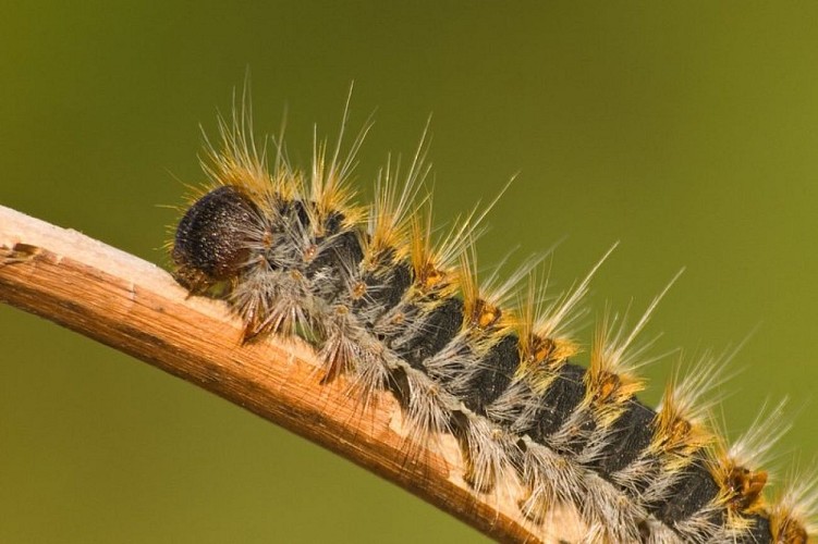Chenille processionnaire