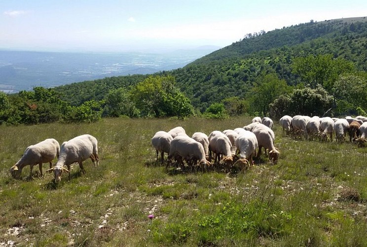 Troupeau sur le Grand Luberon