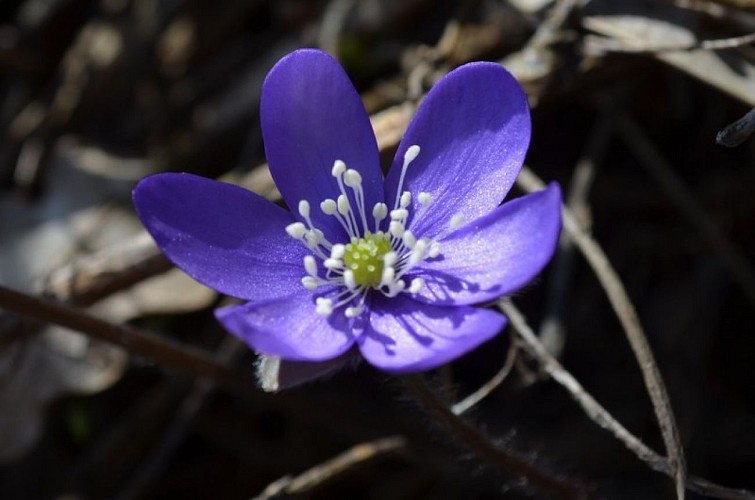 Fleur d'Anémone hépatique