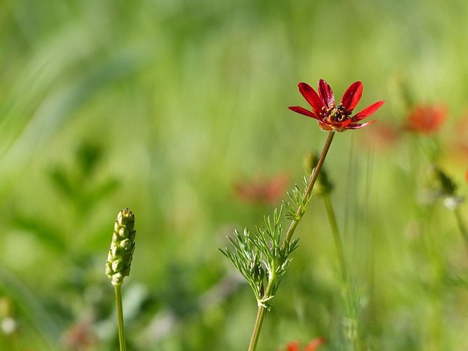 Adonis dans un champ
