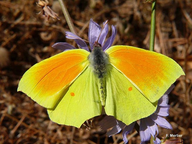 Citron de Provence ailes ouvertes