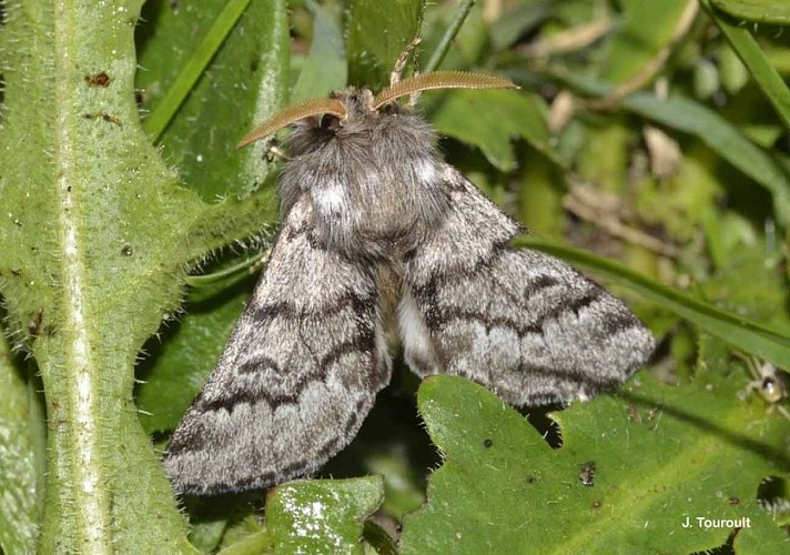 Papillon thaumetopoea pityocampa
