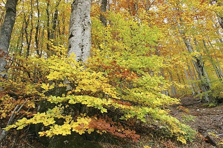 Hêtraie du Ventoux