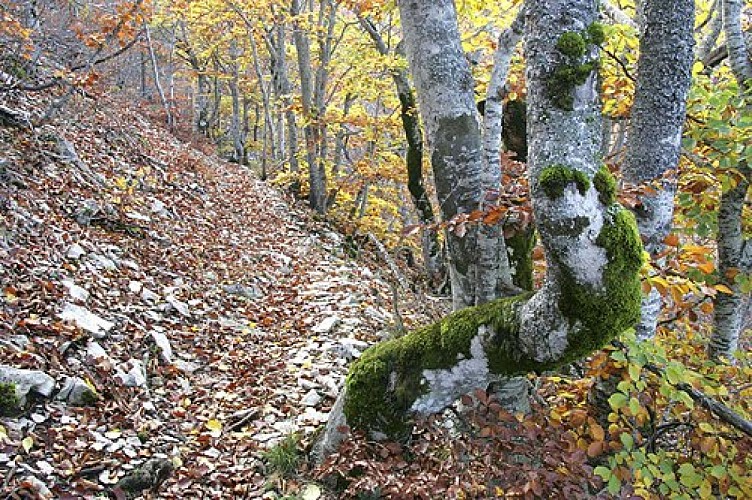 Hêtraie du Ventoux