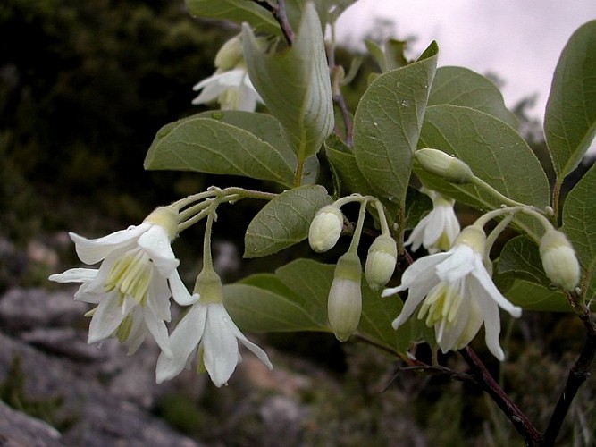 Fleurs d'aliboufier