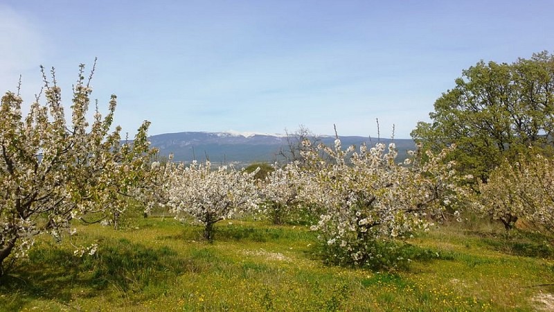 Cerisiers en fleurs et Mont Ventoux en toile de fond