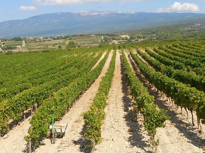 Vignoble de l'AOC Ventoux